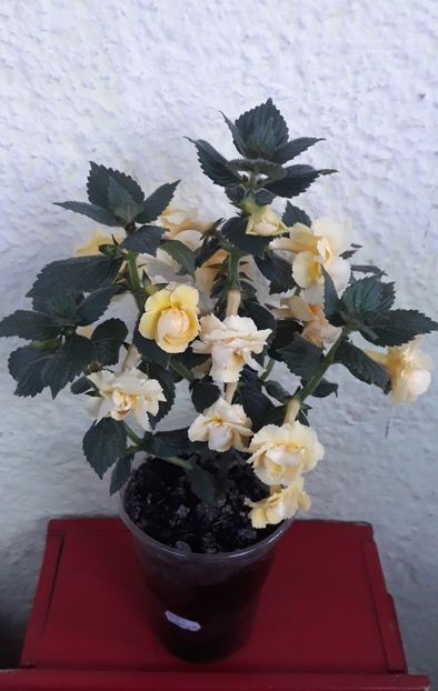  - 0001 2022 - BriD s LIMONELLA