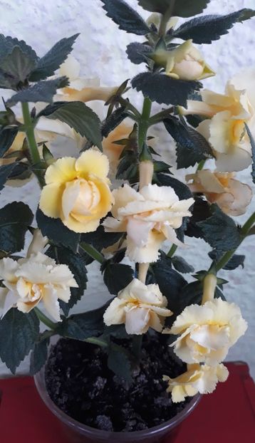  - 0001 2022 - BriD s LIMONELLA