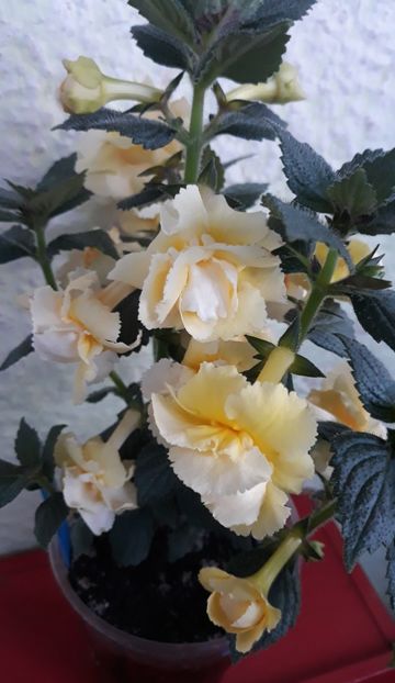  - 0001 2022 - BriD s LIMONELLA