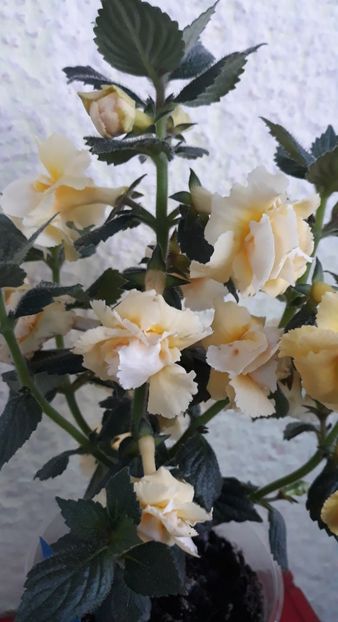  - 0001 2022 - BriD s LIMONELLA