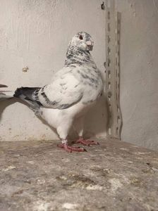 Mascul 2021 IT B773 + femelă gut 2022 Giacomo Galliano - Porumbei vânduti 2023