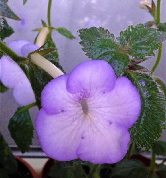  - 000013 ACHIMENES