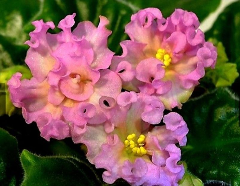 KZ Danochka - AA Poze net