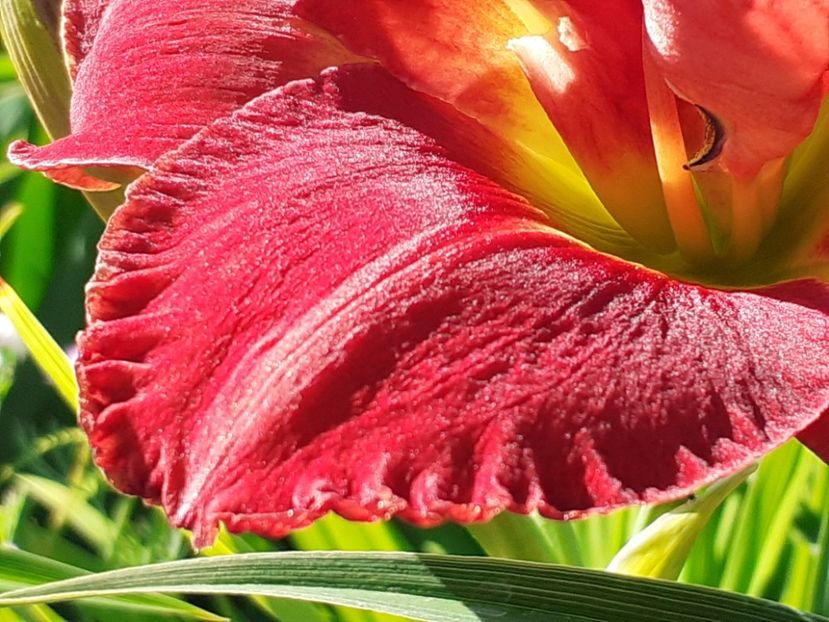 Nn1 - Hemerocallis 2022