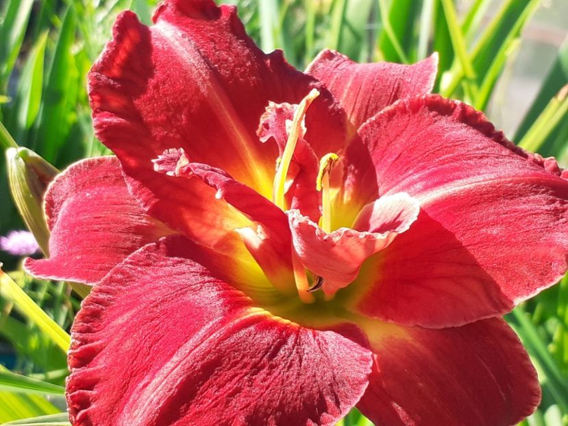 Nn1 - Hemerocallis 2022