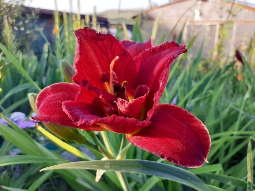 Nn1 - Hemerocallis 2022
