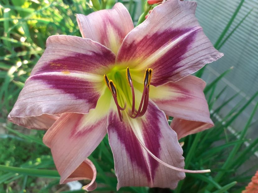 Boitzer Ocean Tower - Hemerocallis 2022