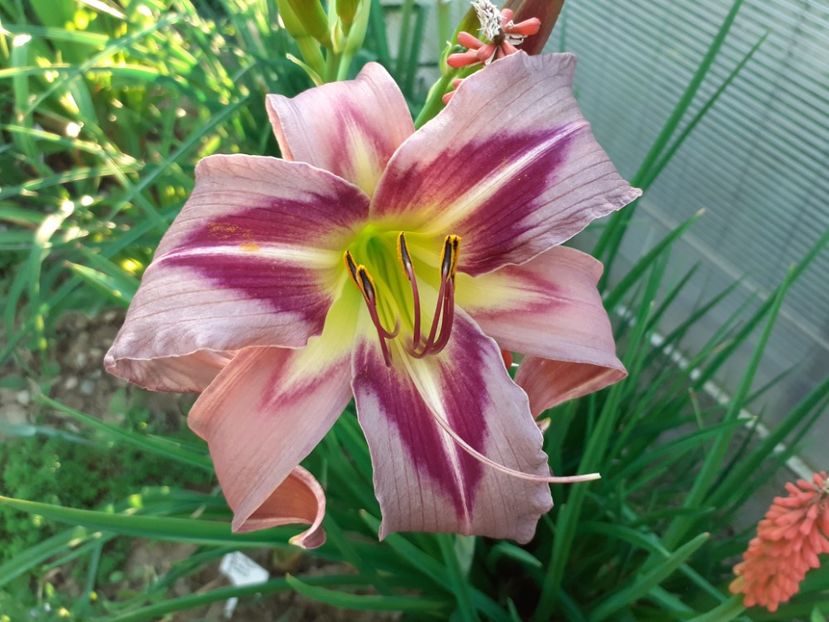 Boitzer Ocean Tower - Hemerocallis 2022