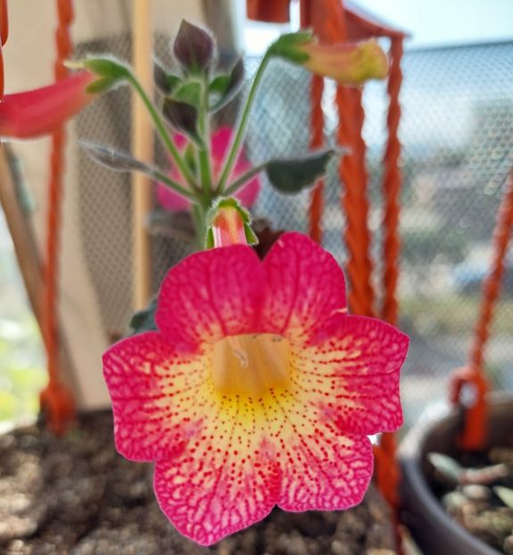  - Northwoods Sunburst