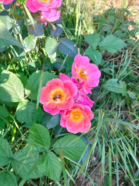 IMG20220616083205 - Iunie 2022 1