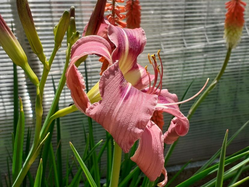  - Hemerocallis 2022