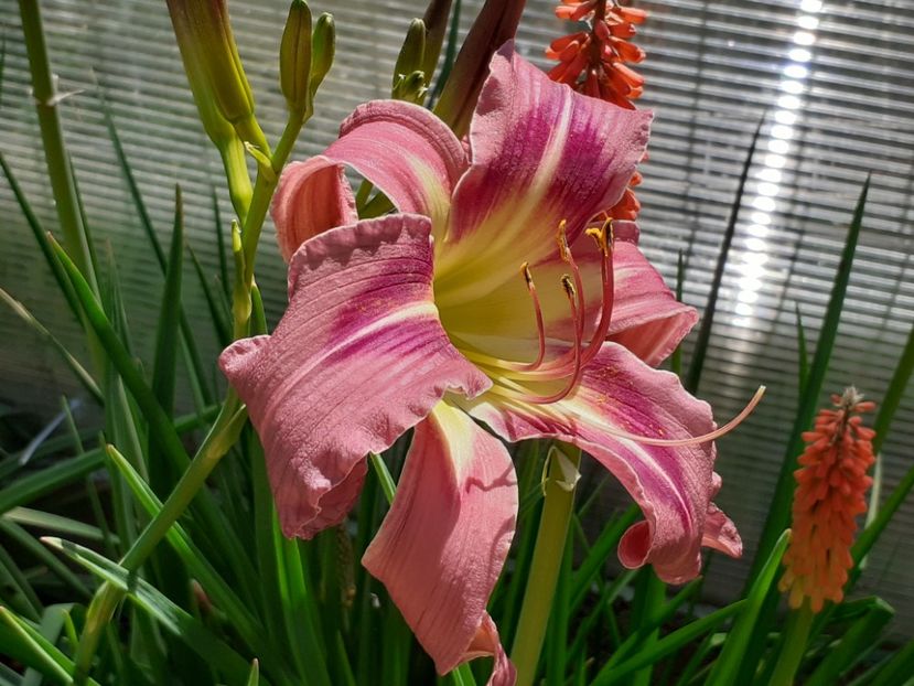 - Hemerocallis 2022