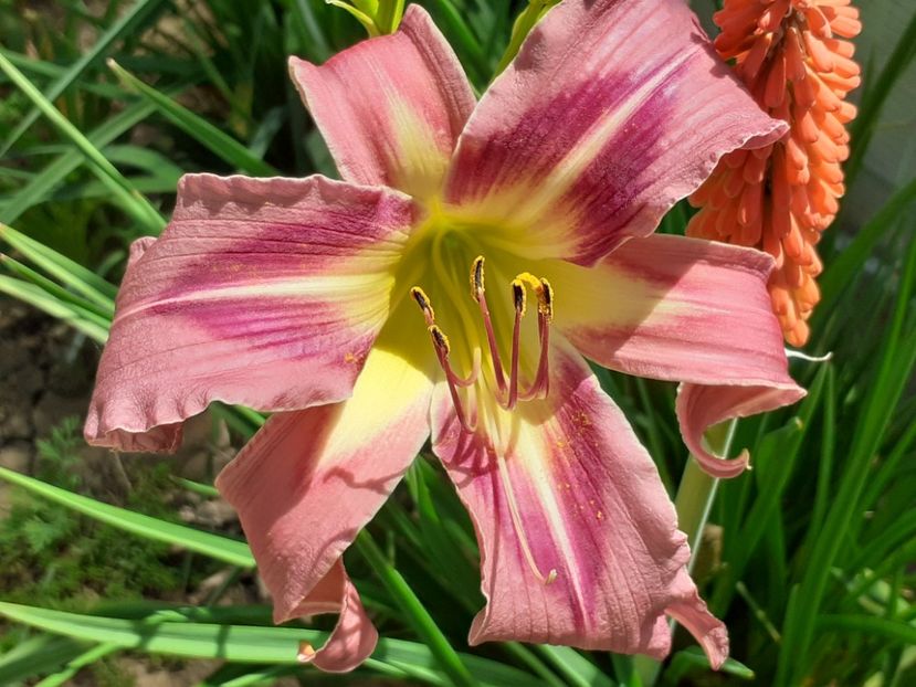  - Hemerocallis 2022