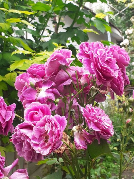  - Minerva 2021 - 2022