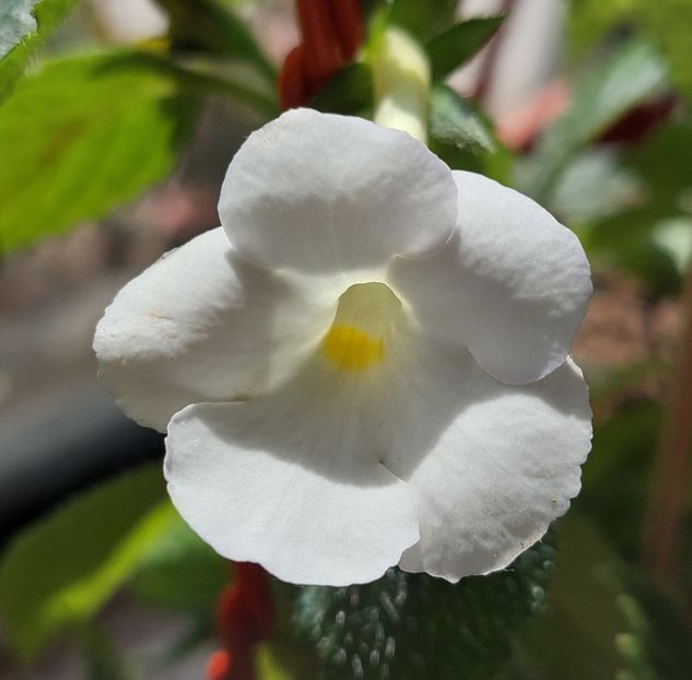 HIMALAYAN ANGEL - AAA Achimenes 2022