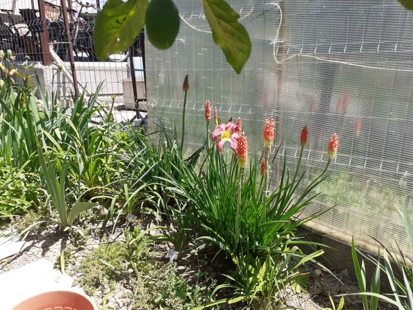  - Hemerocallis 2022