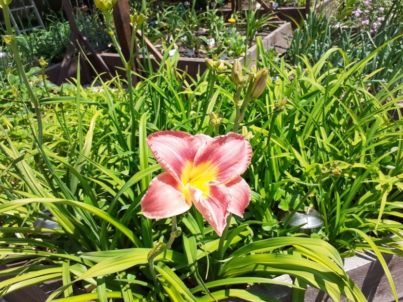  - Hemerocallis 2022