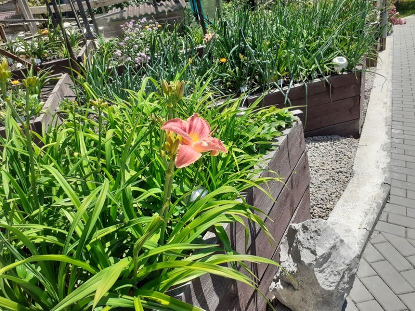  - Hemerocallis 2022