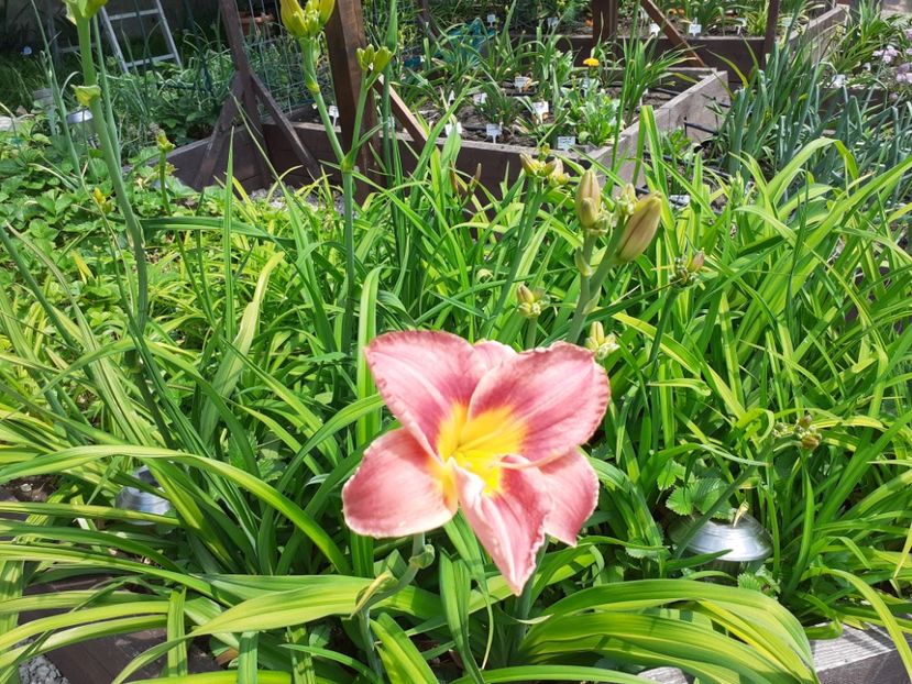  - Hemerocallis 2022