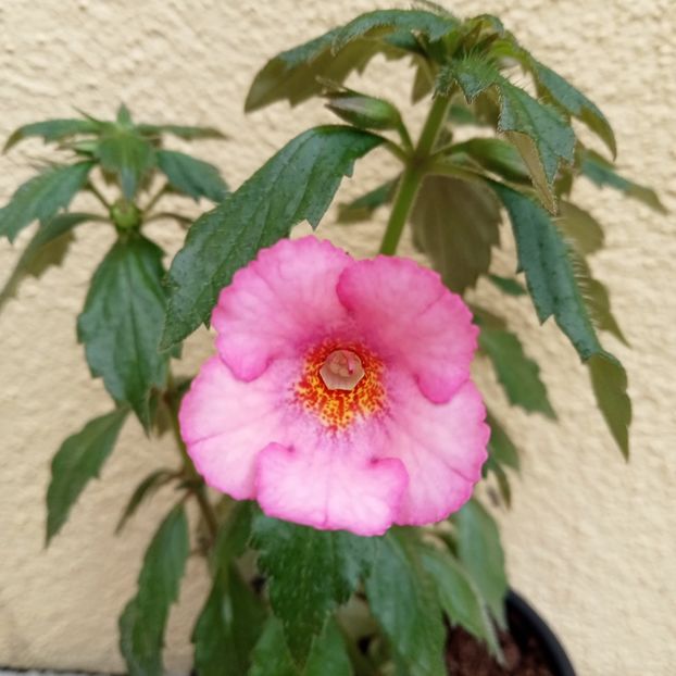 Amour - 0 - 2022