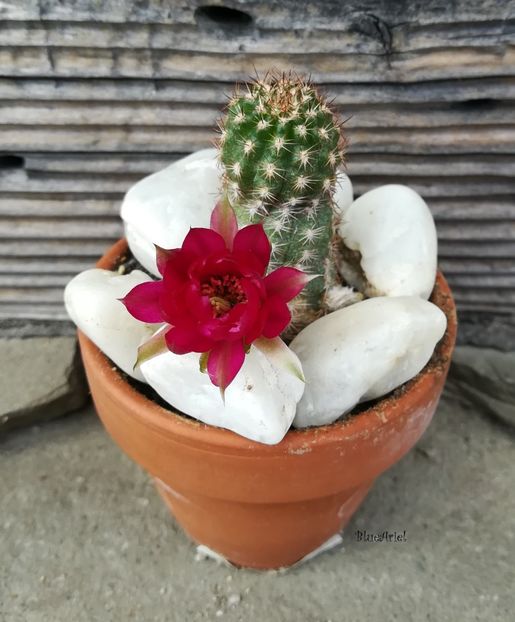  - Chamaecereus hb Lety