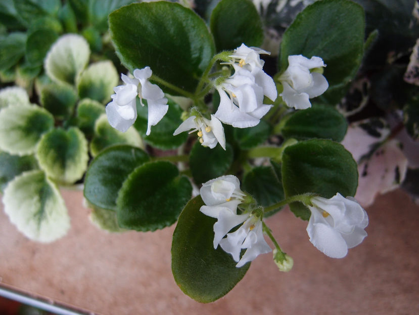 Wesleys Hoodoo Priestess - a a Ghiceste varietatea 2022 recapitulare