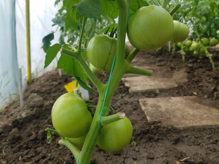 Prekos f1 - Iunie 2022 tomate