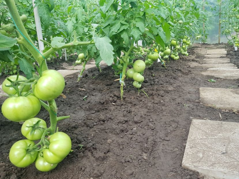 Rila - Iunie 2022 tomate