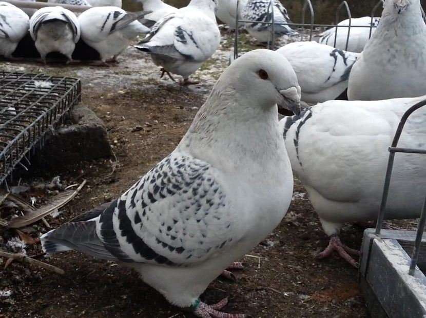 PL19-U544 ARCHIWUM - a- SAMICZKI -Females