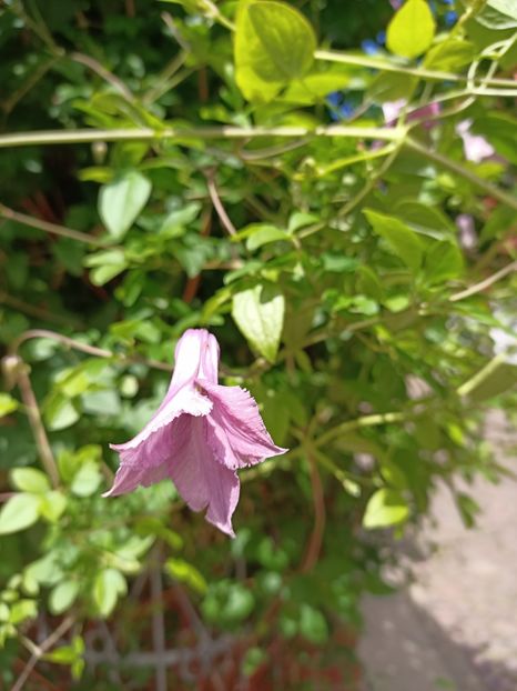 Img.2022.06.13 - Otterndorf