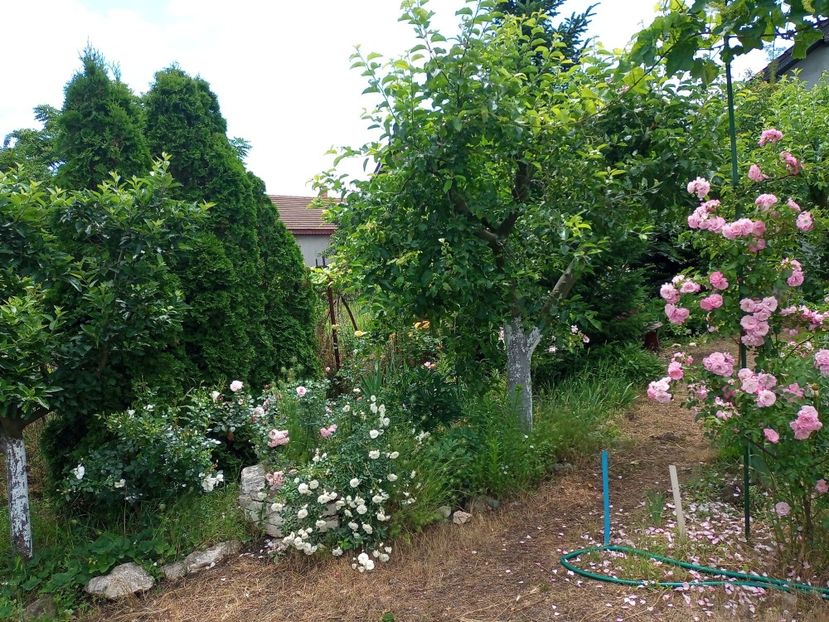  - Gradina si trandafirii 2022