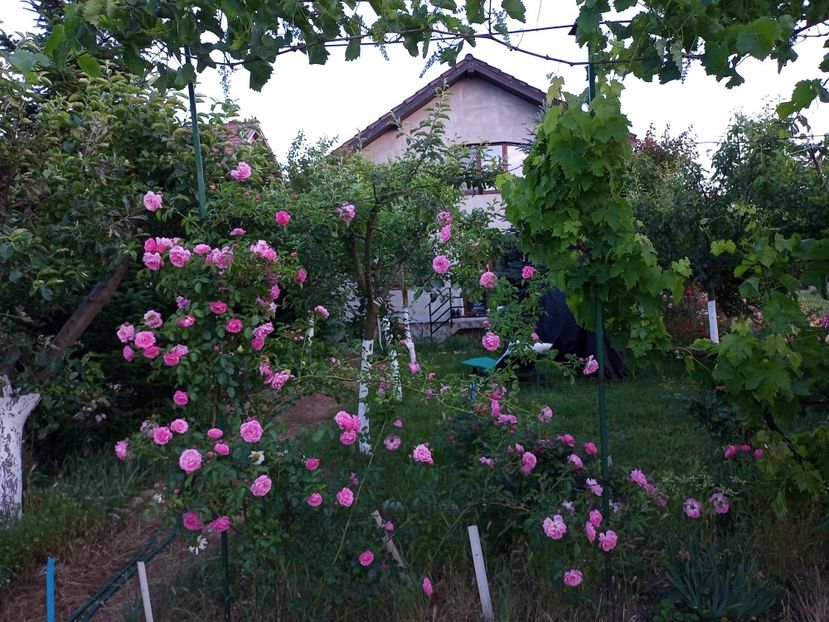  - Gradina si trandafirii 2022