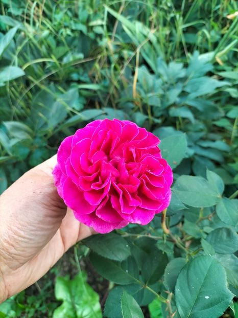 IMG20220616192938 - Iunie 2022 1