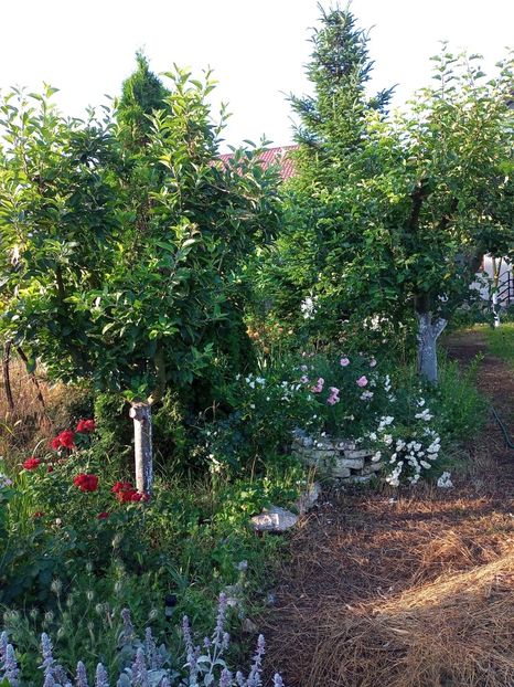  - Gradina si trandafirii 2022