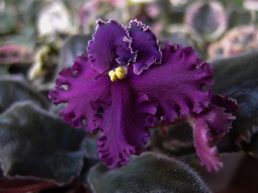 K Dangerous Desires - a a Ghiceste varietatea 2022 recapitulare