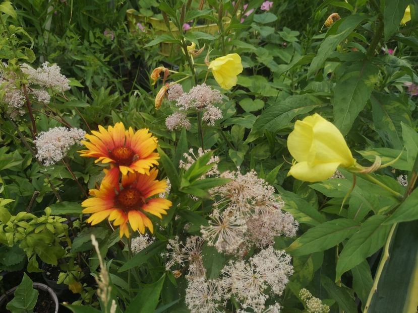  - Gradina flori 202t