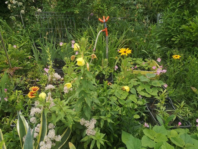  - Gradina flori 202t