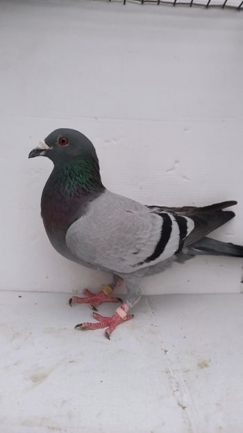  - De vanzare voiajori 2