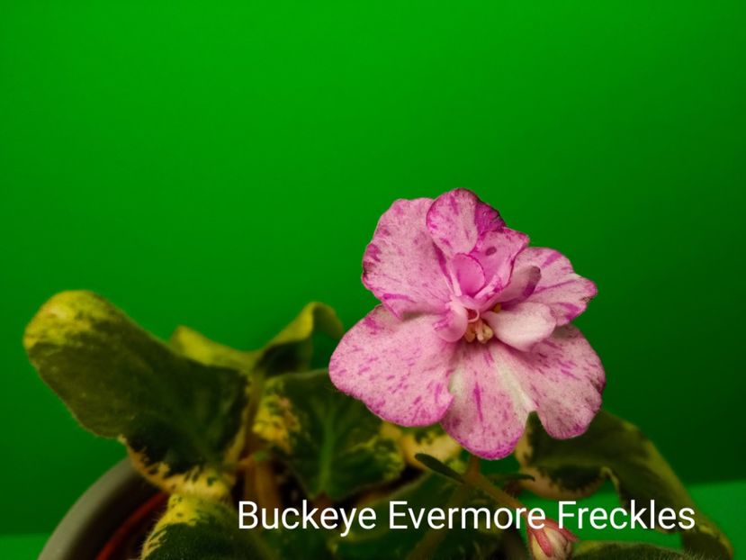  - Buckeye Evermore Freckles