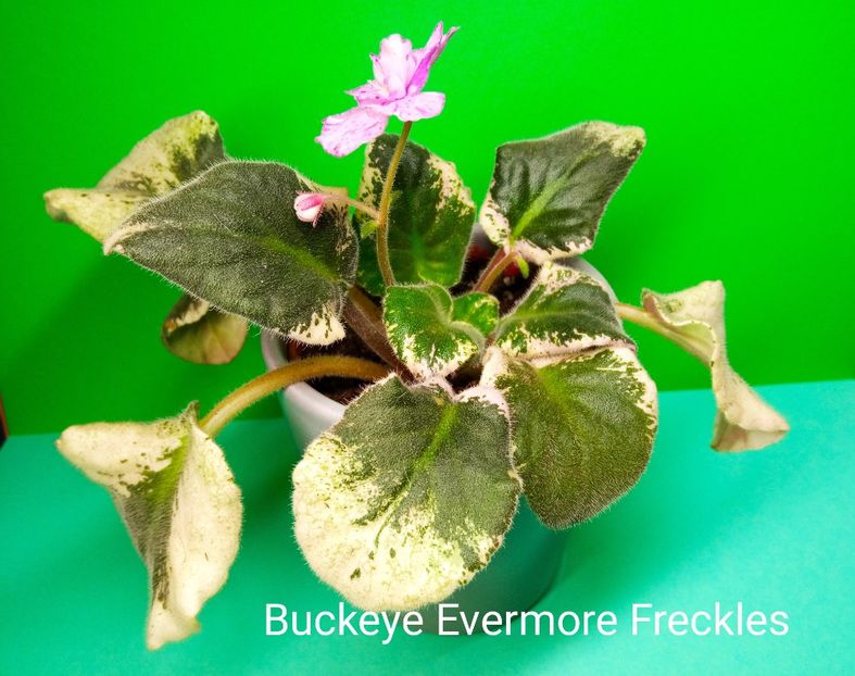  - Buckeye Evermore Freckles