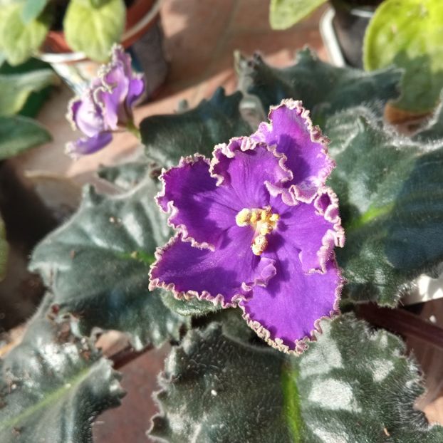 RS Izumrudnyi Bereg - Colectie Violete africane 2022