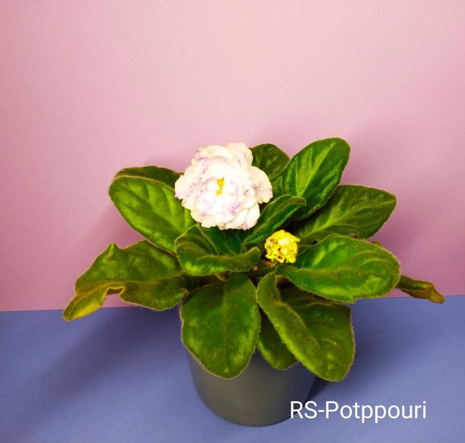 RS Potpourri - Colectie Violete africane 2022