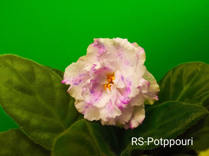 RS Potpourri - Colectie Violete africane 2022