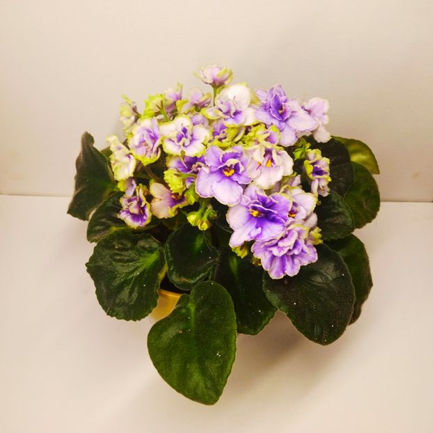  - Soiuri industriale-yyy