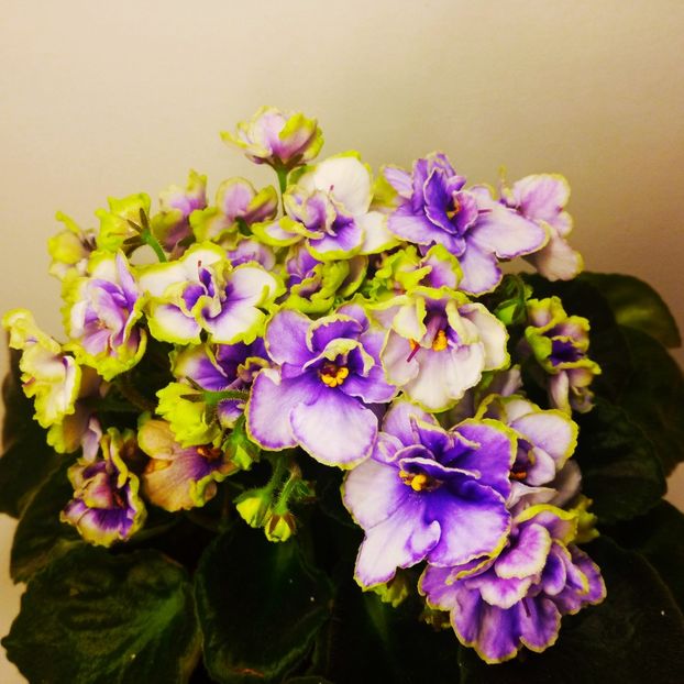  - Soiuri industriale-yyy