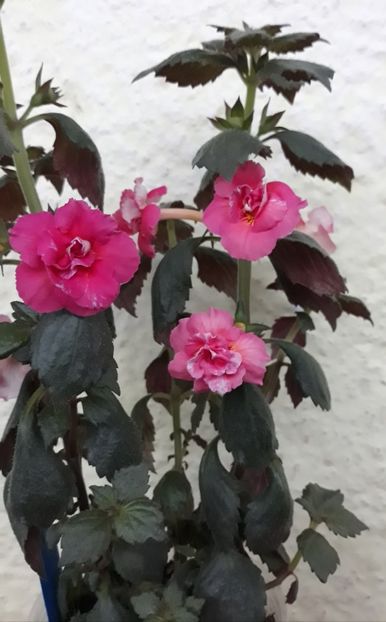  - 0001 2022 - Aurika Ashcroft