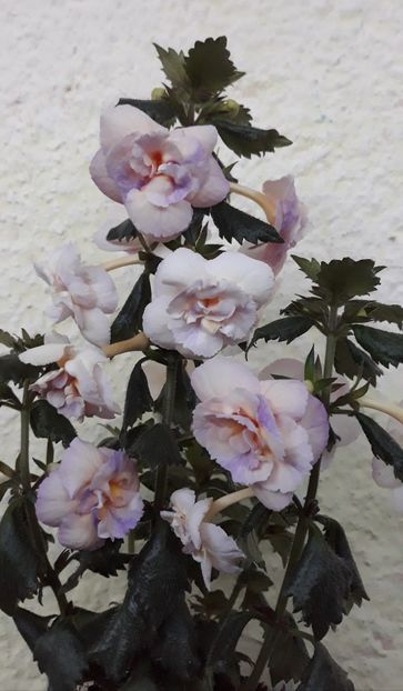  - 0001 2022 - BriD s Viktoria