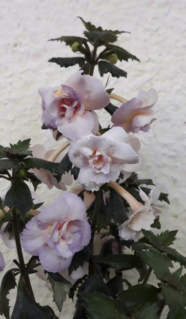  - 0001 2022 - BriD s Viktoria