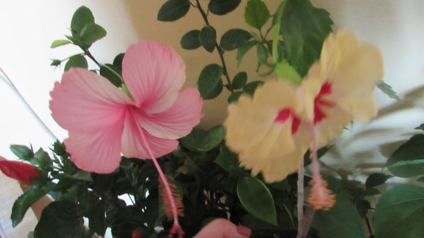 Dainty pink + Silvia Goodman - Hibiscuși 2022