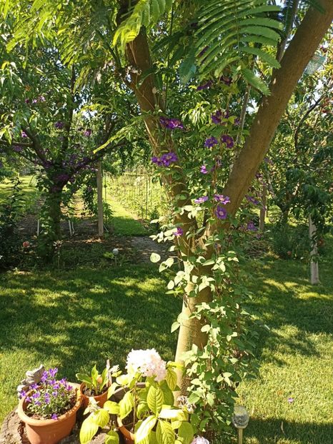 17.06 - gradina 2022